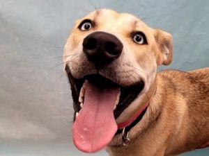 Nala, Adult Female unknown