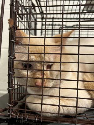 Hello I am available for adoption as an outdoor barn or working cat I am under-socialized and migh