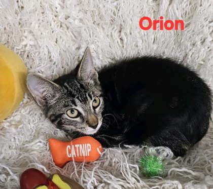 Orion