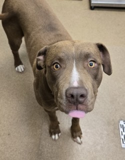 Kori, Adult Female unknown