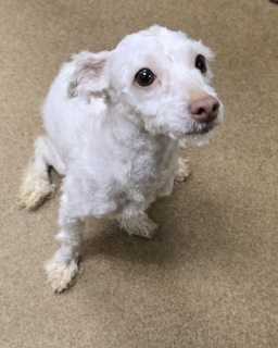 Presley, Adult Female unknown