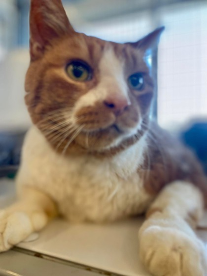 Thomas