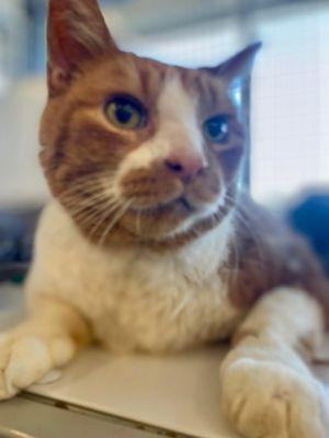 Thomas, Adult Male unknown