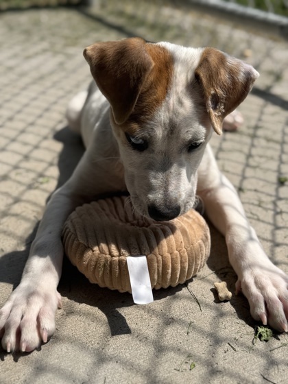 Pee Wee, an adoptable Pit Bull Terrier, Mixed Breed in Harbor Springs, MI, 49740 | Photo Image 2