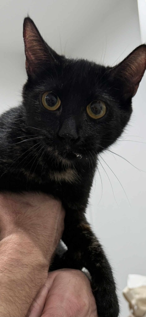 Remy, an adoptable Domestic Short Hair in Brookings, OR, 97415 | Photo Image 1