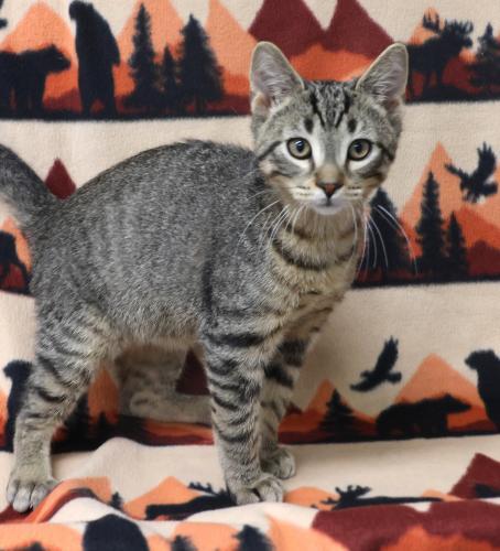 Timmy, an adoptable Domestic Short Hair in Thief River Falls, MN, 56701 | Photo Image 1