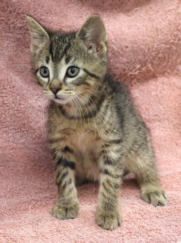 Timmy, an adoptable Domestic Short Hair in Thief River Falls, MN, 56701 | Photo Image 2