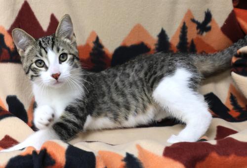 Sparrow, an adoptable Domestic Short Hair in Thief River Falls, MN, 56701 | Photo Image 1