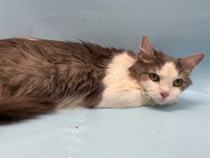 Skittles, Adult Female unknown