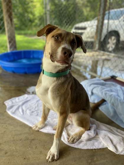 Beatles, an adoptable German Shepherd Dog, Mixed Breed in Fergus Falls, MN, 56537 | Photo Image 1