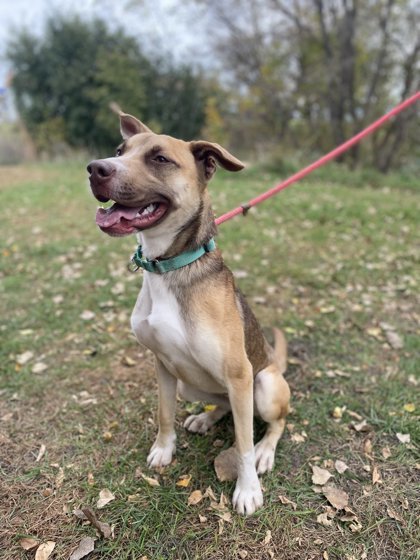Beatles, an adoptable German Shepherd Dog, Mixed Breed in Fergus Falls, MN, 56537 | Photo Image 1