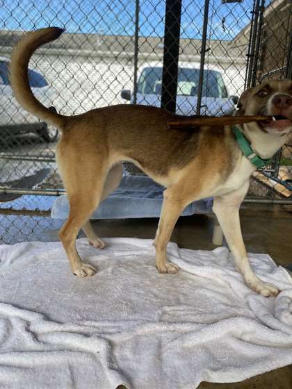 Beatles, an adoptable German Shepherd Dog, Mixed Breed in Fergus Falls, MN, 56537 | Photo Image 2
