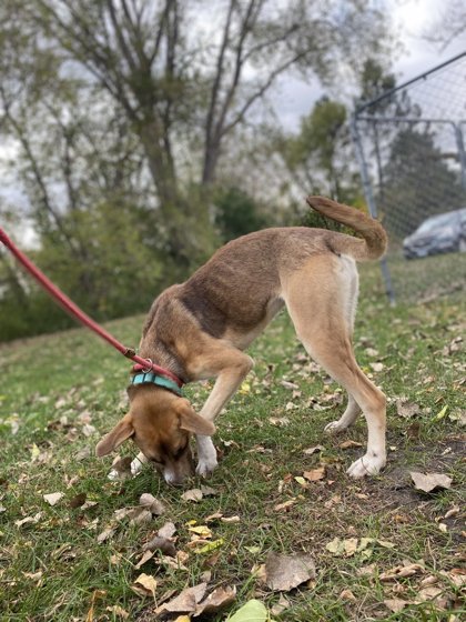 Beatles, an adoptable German Shepherd Dog, Mixed Breed in Fergus Falls, MN, 56537 | Photo Image 2