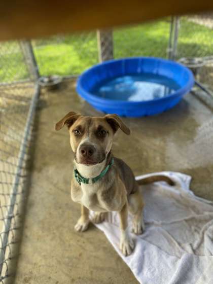 Beatles, an adoptable German Shepherd Dog, Mixed Breed in Fergus Falls, MN, 56537 | Photo Image 3