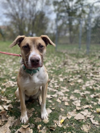 Beatles, an adoptable German Shepherd Dog, Mixed Breed in Fergus Falls, MN, 56537 | Photo Image 3