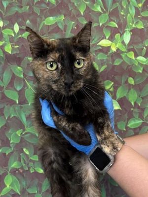 Tina, Adult Female unknown