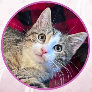 Sentra, Baby Female unknown