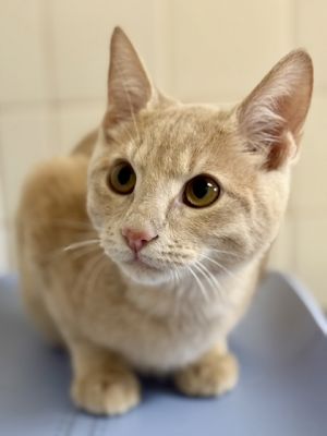 Linguine, Young Male unknown