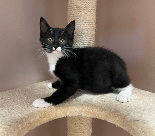 Chowder, an adoptable Domestic Short Hair in Great Falls, MT, 59405 | Photo Image 1