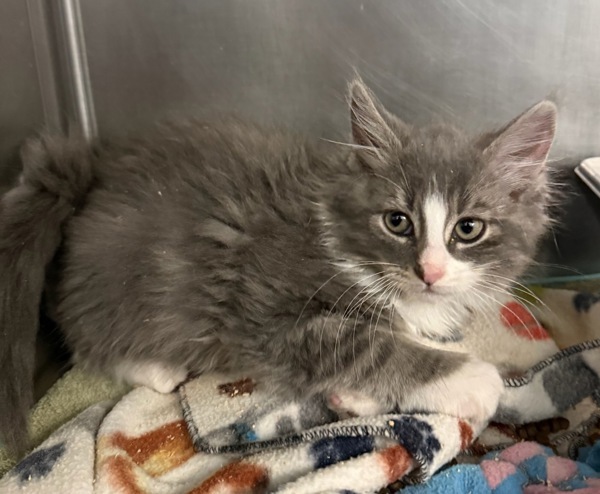 Squirt, an adoptable Domestic Medium Hair in Great Falls, MT, 59405 | Photo Image 1