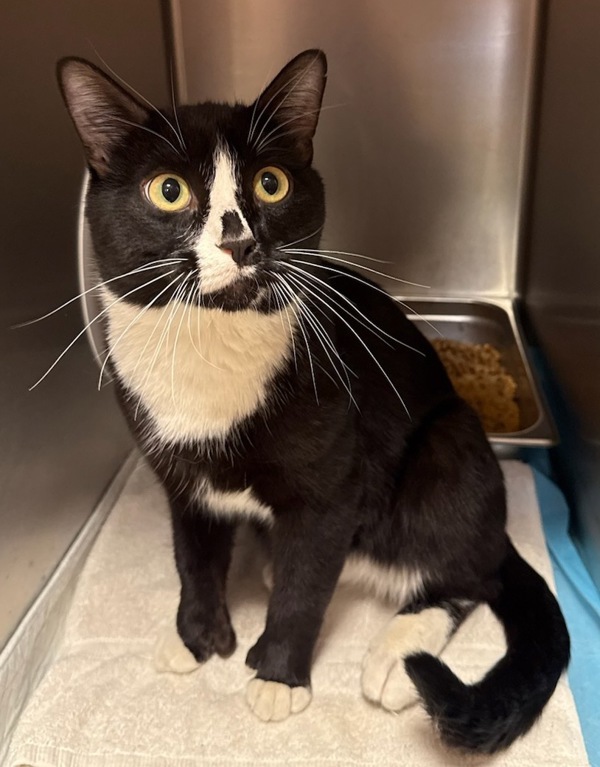 Nash, an adoptable Domestic Short Hair in Great Falls, MT, 59405 | Photo Image 1