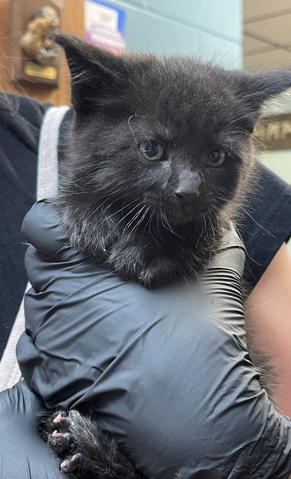 Bean, an adoptable Domestic Short Hair in Great Falls, MT, 59405 | Photo Image 2