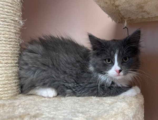 Gobber, an adoptable Domestic Medium Hair in Great Falls, MT, 59405 | Photo Image 1