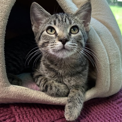 Fiona