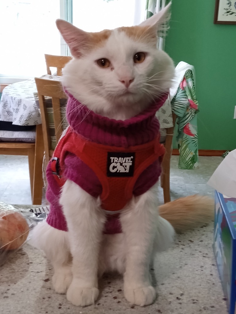 Biscuit
