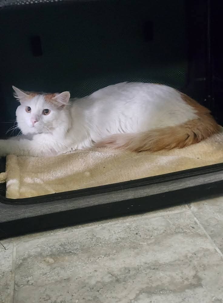 Biscuit