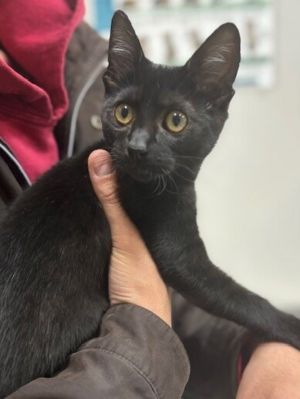 Primary Color Black Weight 32lbs Age 0yrs 3mths 2wks Animal has been Spayed