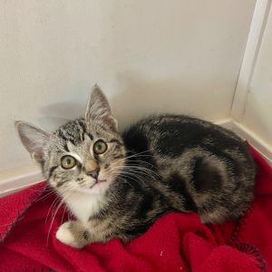 Hey there Im Oscar--a sweet and gentle tabby boy with soft brown swirls crisp white paws and a l
