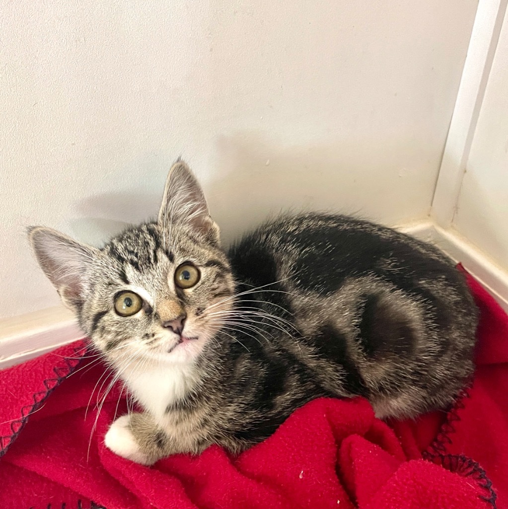 Oscar