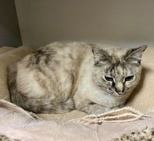 Sweet beautiful cat looking for a quiet home with her forever person