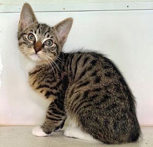 Ozzy Domestic Medium Hair Cat