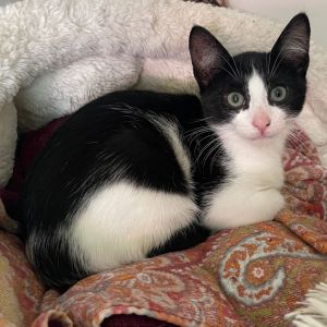 Opus Domestic Medium Hair Cat