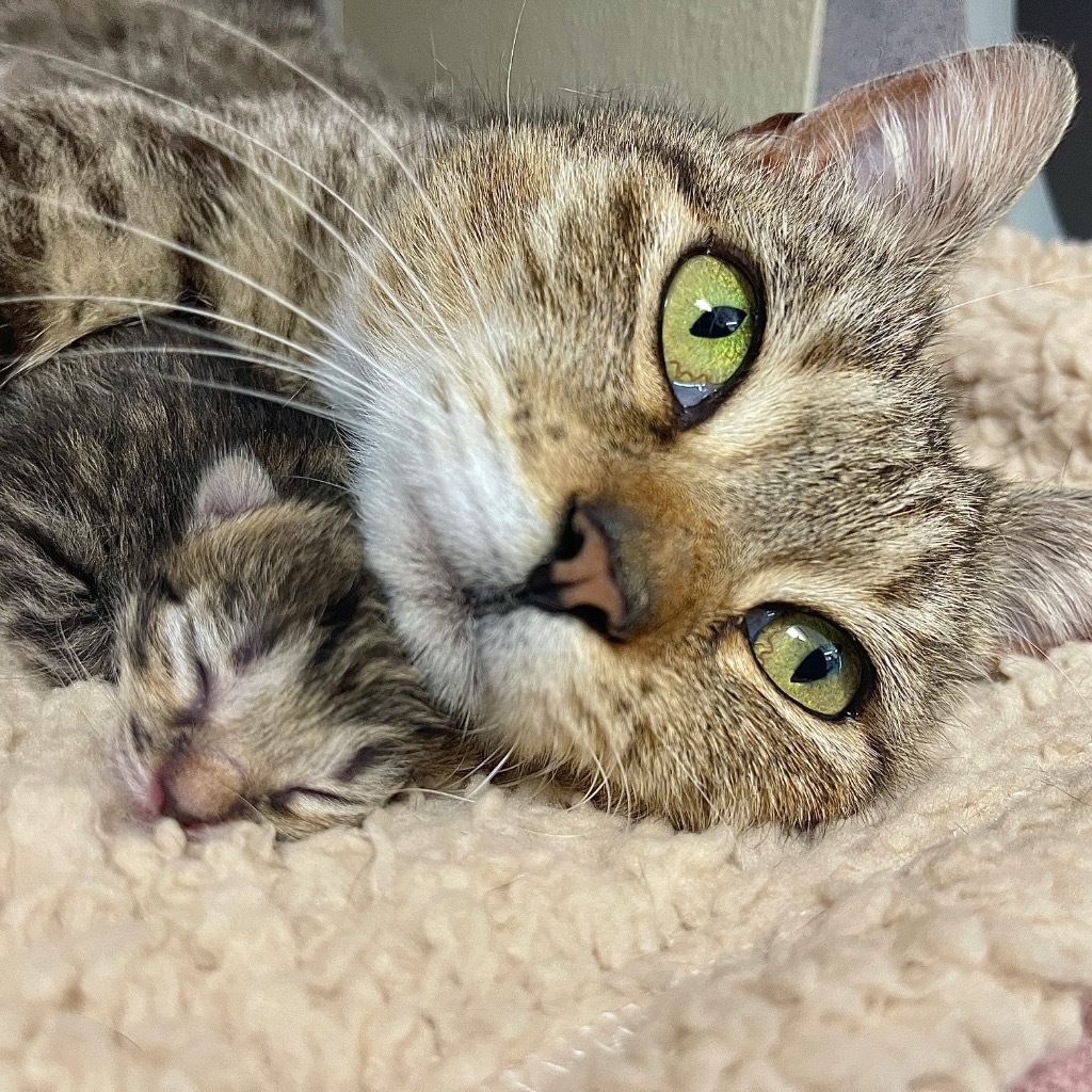 Mama Kitty