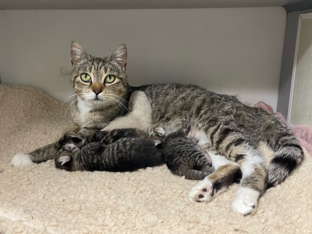 Mama Kitty