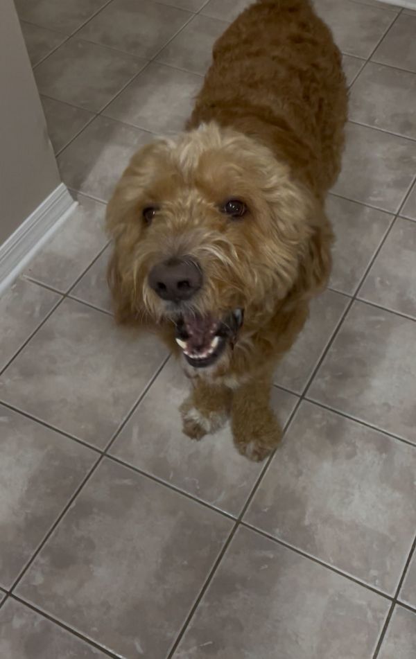Benji thumbnail 2