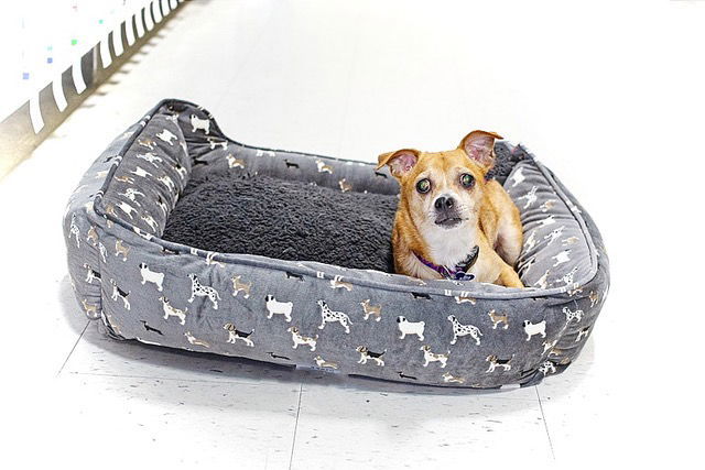 Gidget