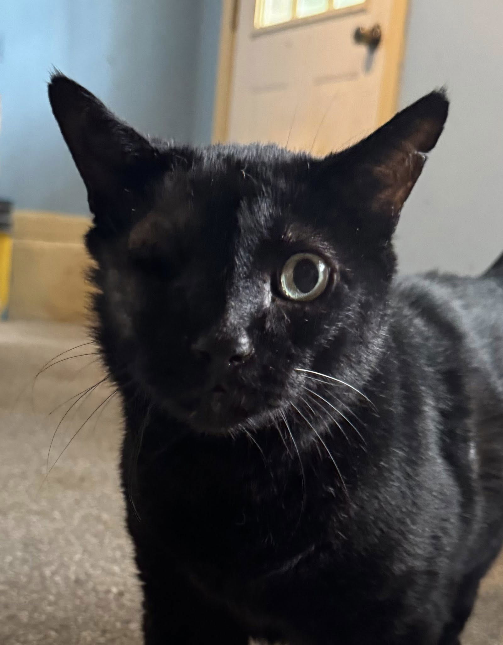 Kit Kat