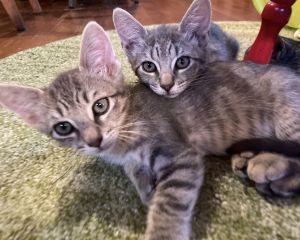 Gerard is a sweet and gentle soul While he likes to play with toys and his fellow stripey tabby sib