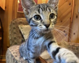 Marlene is one of four striped tabby siblings She is always on the move She especially enjoys play