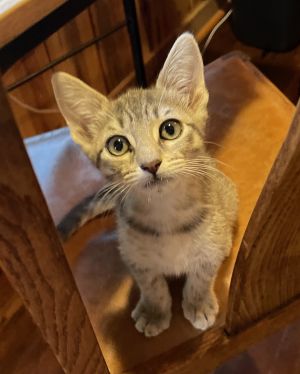 Giselle is a mighty huntress - no toy is safe from her stalking She is one of four striped tabby
