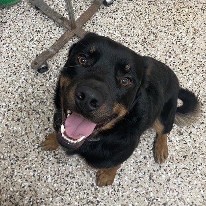 Titan, an adoptable Rottweiler, Mixed Breed in Pendleton, OR, 97801 | Photo Image 1