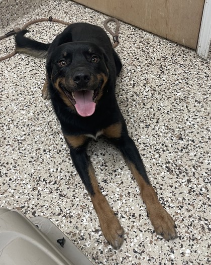 Titan, an adoptable Rottweiler, Mixed Breed in Pendleton, OR, 97801 | Photo Image 2