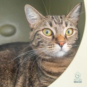 Poppy Domestic Short Hair Cat