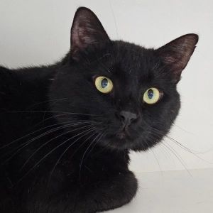 Donnie, Adult Male unknown