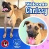 Chrissy photo 1