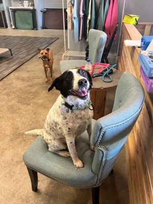 Molly, Senior Female unknown